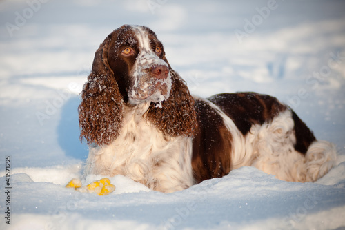 Obraz na płótnie springer spaniel dog winter portrait