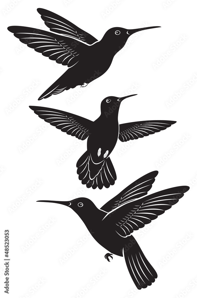 Obraz premium colibri