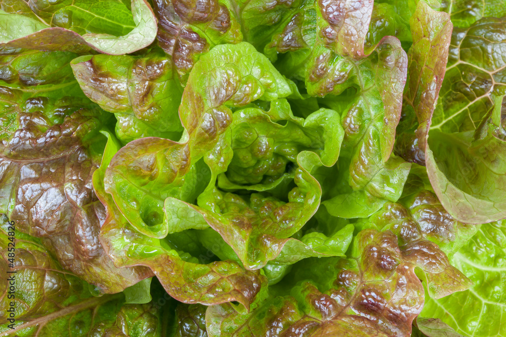 Fresh lettuce salad leaves bunch Fresh lettuce salad leaves bunch