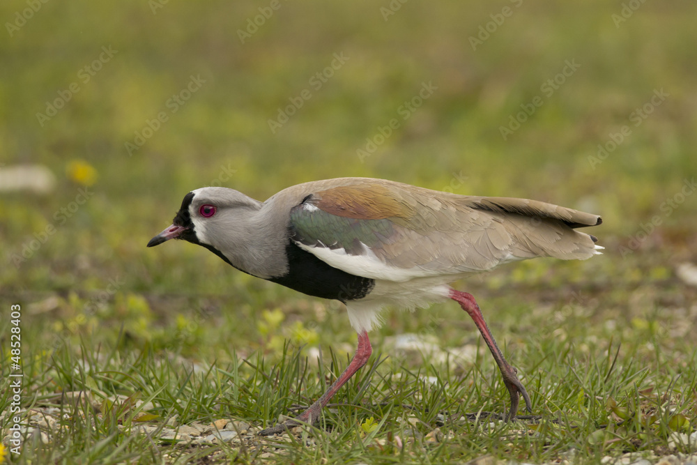 Southern Lapwing Southern Lapwing
