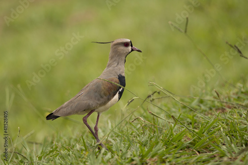 Southern Lapwing