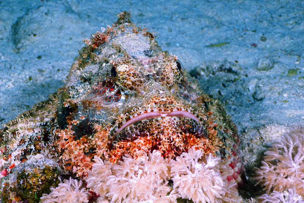 Bearded scorpionfish close-up, at night in the Red Sea, Egypt. Bearded scorpionfish close-up, at night in the Red Sea, Egypt.