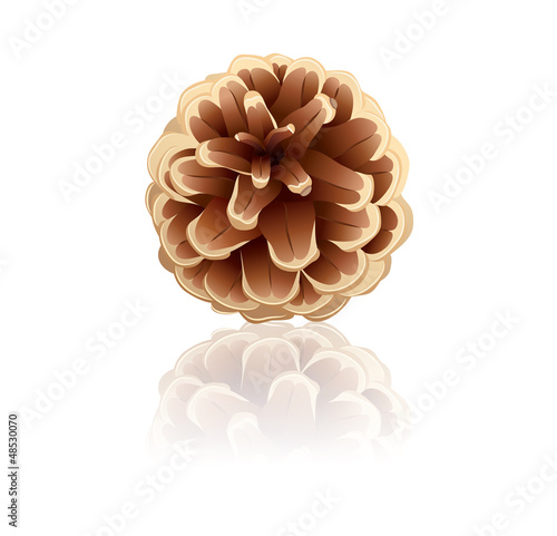 Pinecone on a white background, vector
