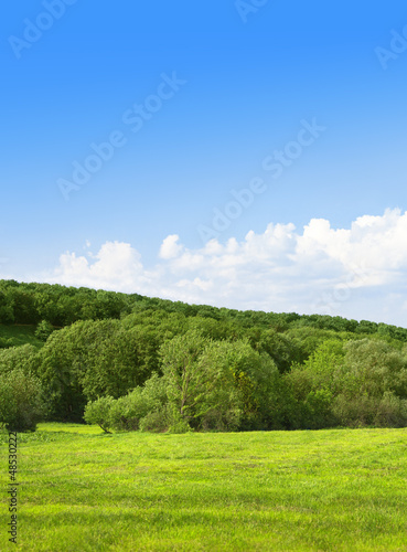 Green field and forest on background of the sky
