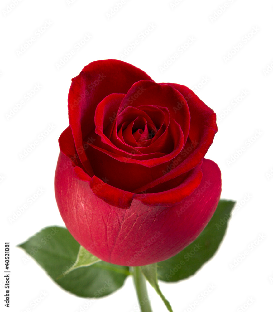 Fototapeta premium Red rose