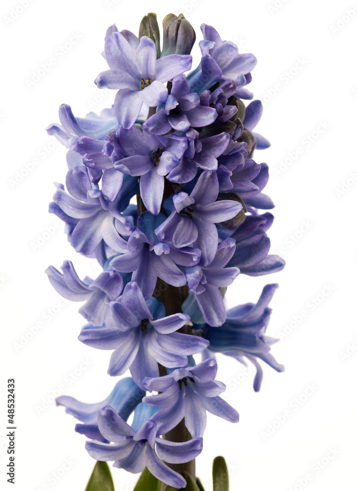 Blossoming hyacint flower isolated on white Blossoming hyacint flower isolated on white