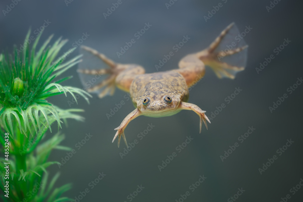 Fototapeta premium exotic yellow frog swim in an aquarium