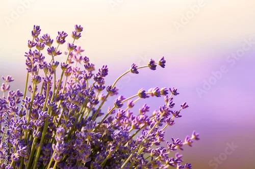 Obraz kwiaty lawendy w letniej scenerii