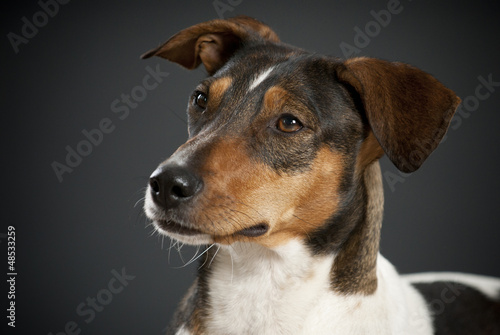 Aufmerksamer Terrier - Portrait © Jill Peters