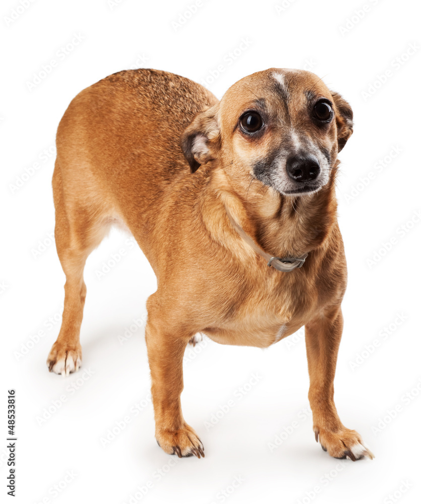 toy terrier toy terrier