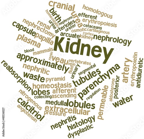 Word cloud for Kidney photo