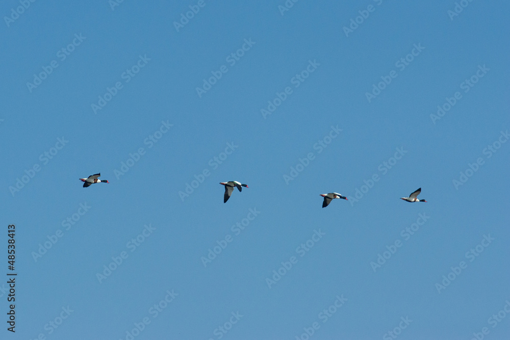 Flying Common Shelducks