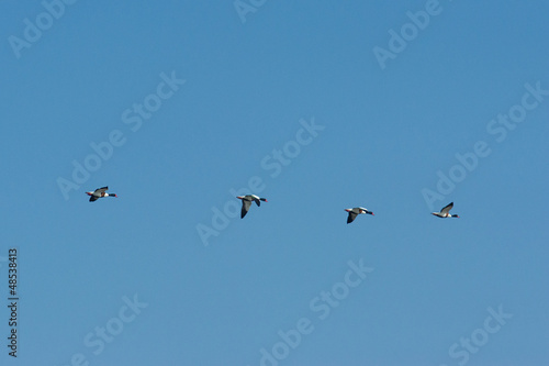 Flying Common Shelducks