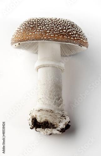 mushroom