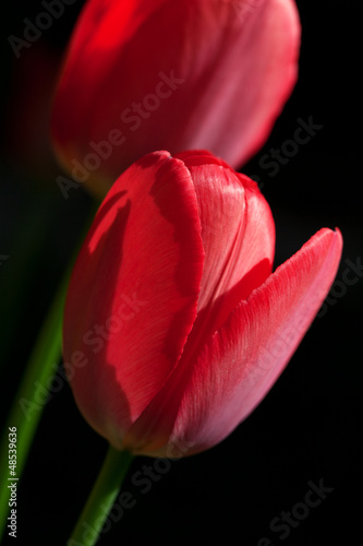 close up of two red tulips