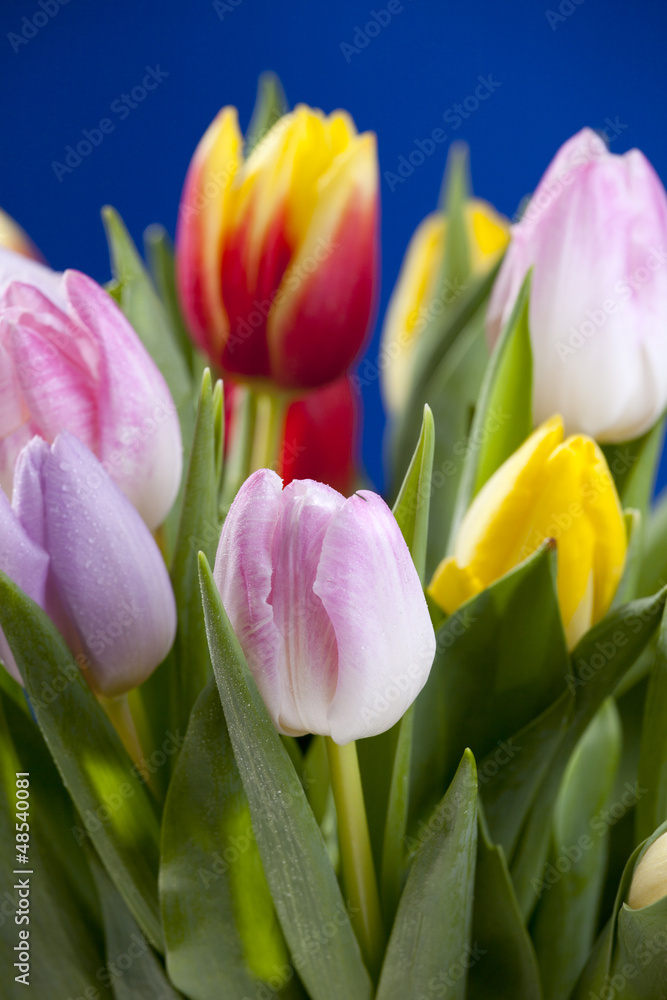 Fototapeta premium Bunte Tulpen auf Blau 4
