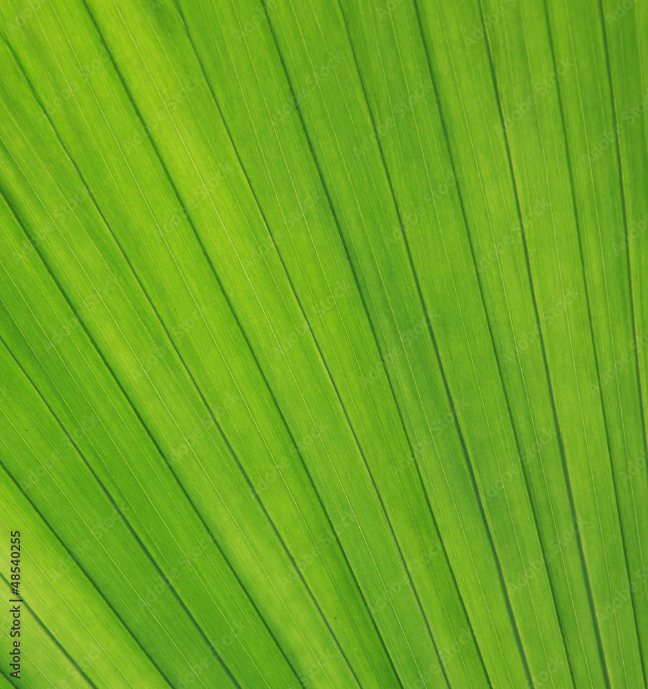 Fototapeta premium Blattstruktur