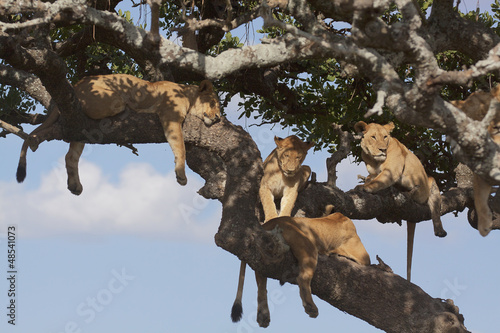 lion pride on tree