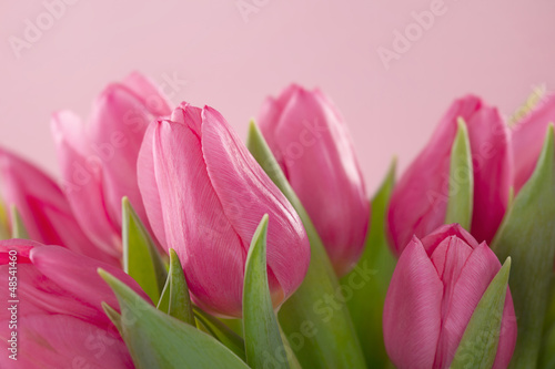 Fototapeta Naklejka Na Ścianę i Meble -  Tulip flowers