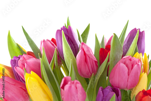 Fototapeta Naklejka Na Ścianę i Meble -  Tulip flowers