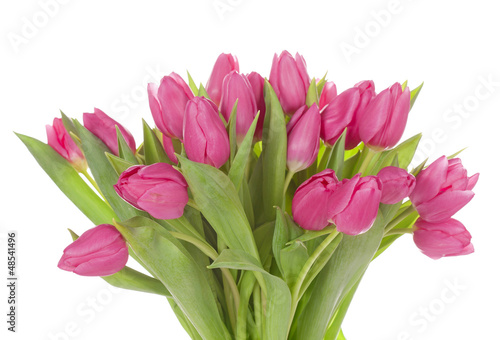 Fototapeta Naklejka Na Ścianę i Meble -  Tulip flowers