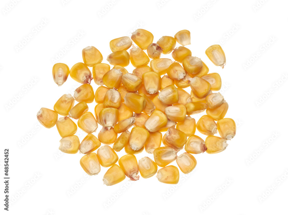 Fototapeta premium yellow corn grain 