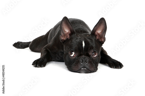 Tired Froston Puppy (Frenchie x Boston Terrier)