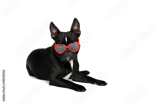 Dog Wearing Sunglasses