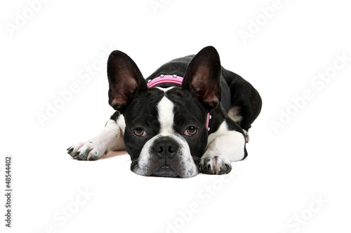 Tired Froston Puppy (Frenchie x Boston Terrier)