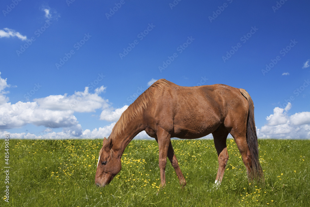 Obraz premium Horse grazing on green field