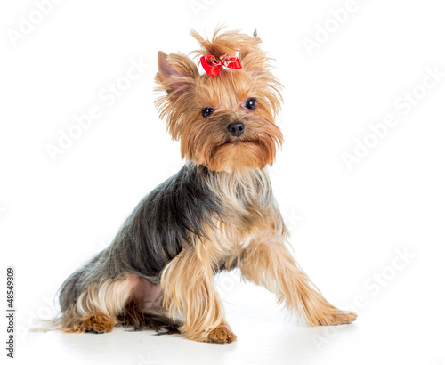 puppy yorkshire terrier isolated on white background