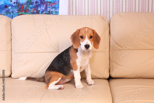 Female Beagle puppy on a white leather sofa © Sandra Kemppainen