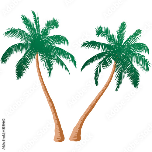 Palm Trees