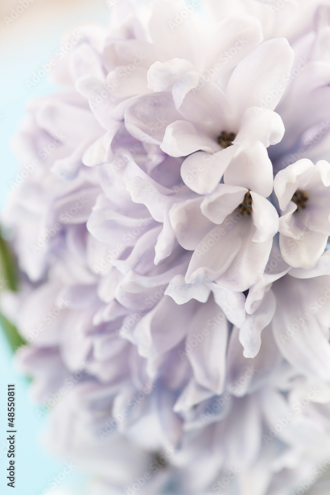 hyacinth hyacinth