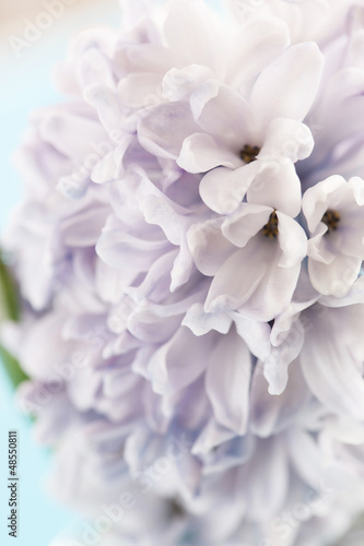 hyacinth © Maksim Shebeko