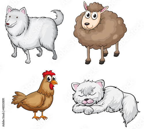 Land animals