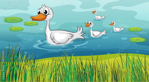 Little ducks following the mother duck