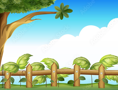 Vine plant in a fence