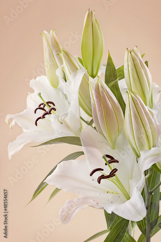 Fototapeta Naklejka Na Ścianę i Meble -  White lily flowers
