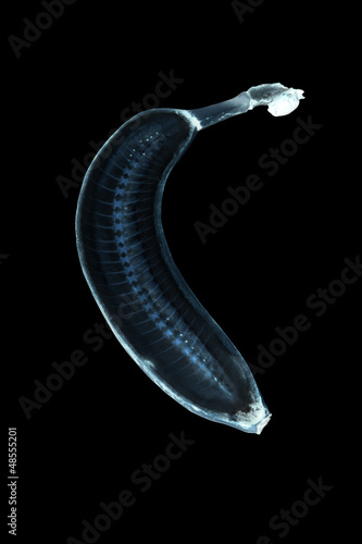 x-ray banana with skeleton over black background