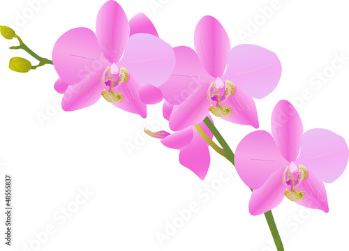 bright pink orchid branch on white