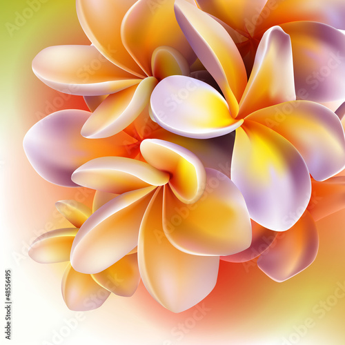 Frangipani flowers