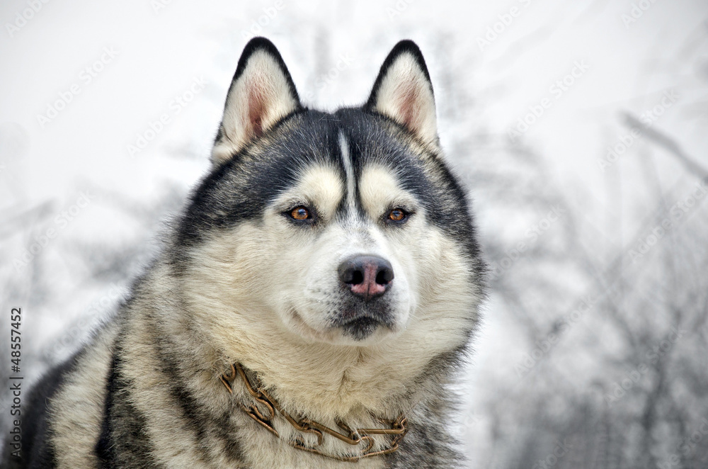 Close up of siberian husky on a winter background