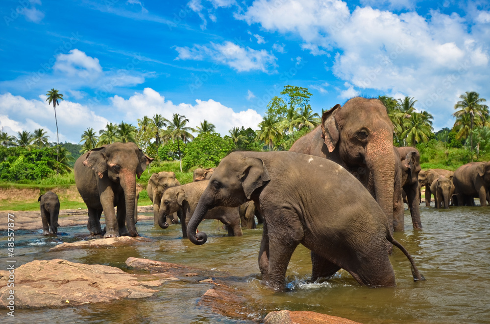 Fototapeta premium Elephants in the river