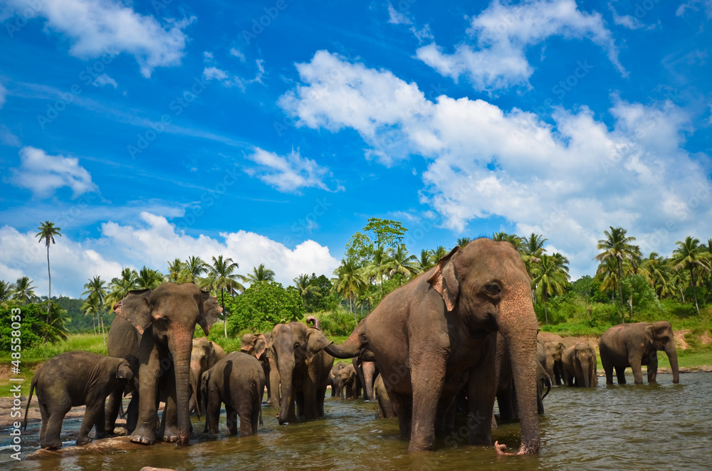 Naklejka premium Elephants in the river