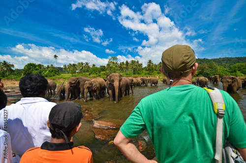 Canvas Print Elephants in the river