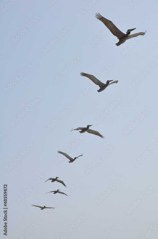 Fototapeta premium Pelicans in Flight at Malibu Beach, California
