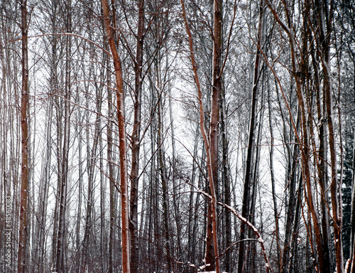 bare trees in winter evening