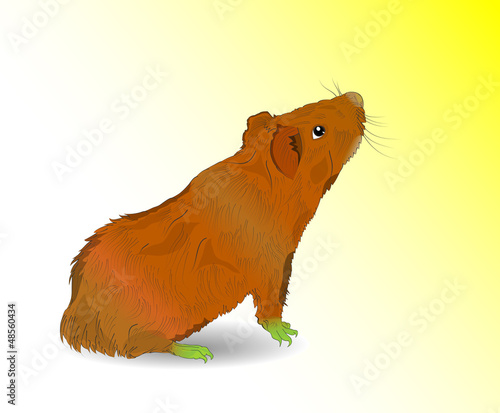 Vector guinea pig