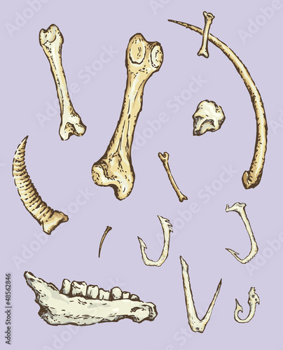 Series of vector illustrations of archaeological finds. Animal b